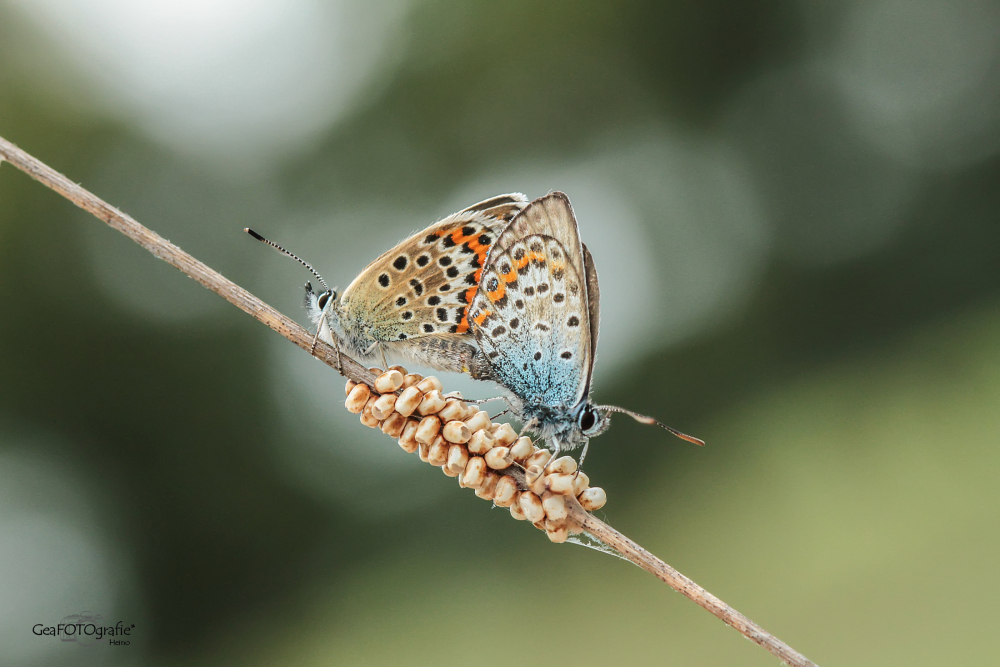 heideblauwtje - Frans Petrij