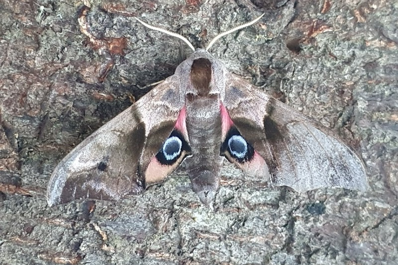 Pauwoogpijlstaart - luuk punt
