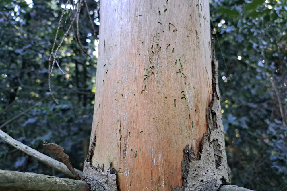 gevolgen letterzetter 2 - Alexander van der Elst