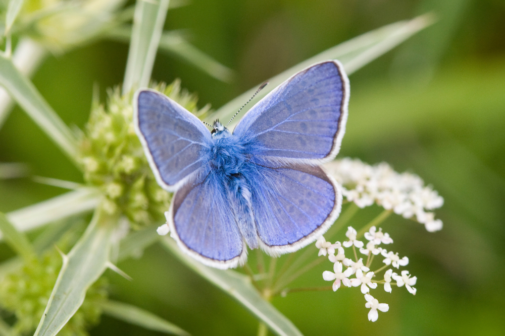Icarusblauwtje Jacob van der Weele