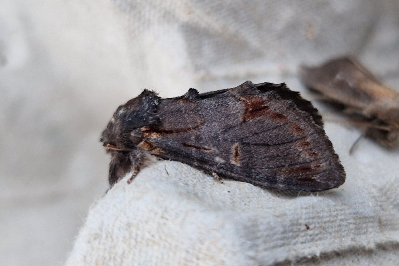 Dromedaris - Luuk punt