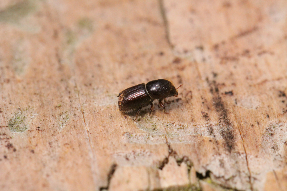 Letterzetter - Jan Slaats