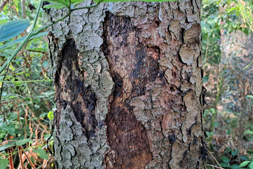 gevolgen letterzetter 4 - Alexander van der Elst.