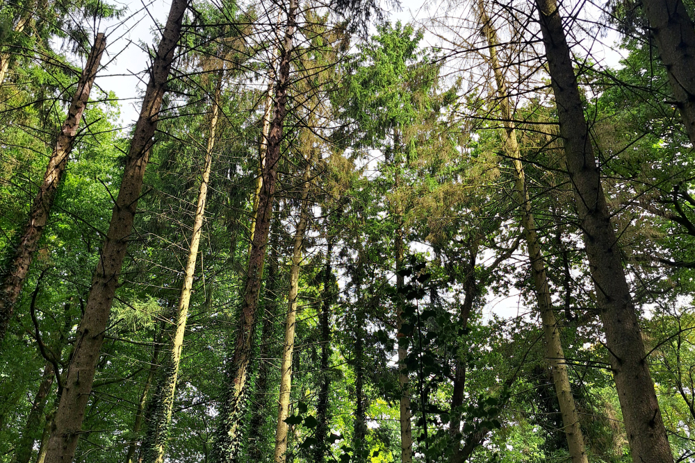 aangetast bos - alexander van der elst 3