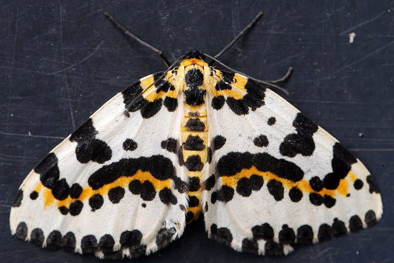 bonte bessenvlinder - Koos bakker