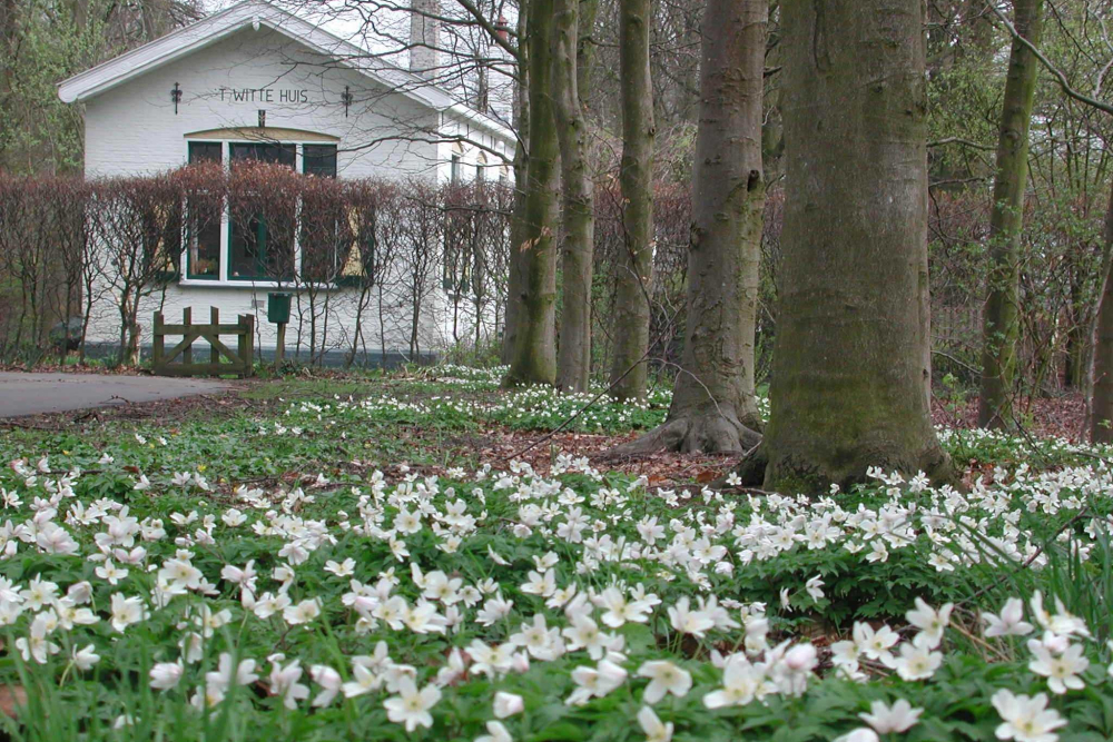 Het Witte huis met bosanemonen