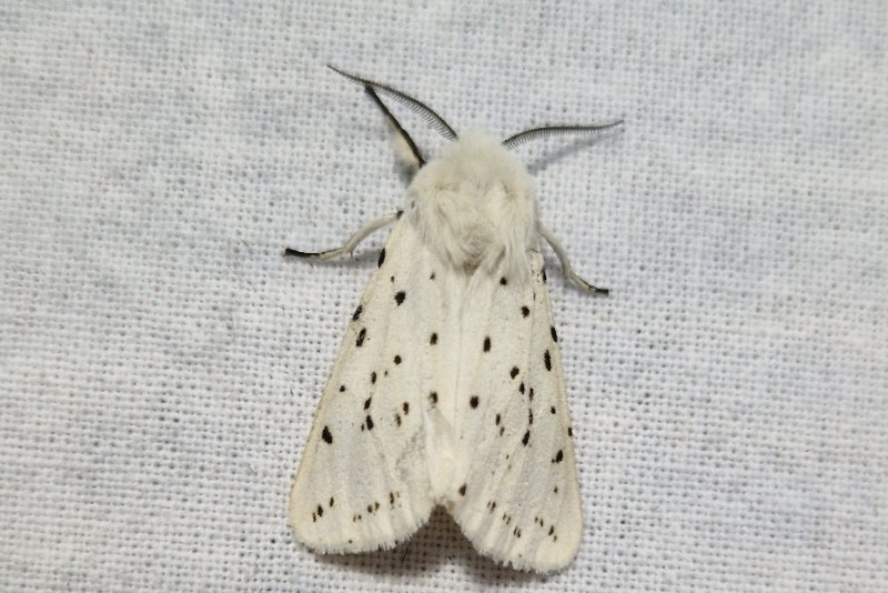 Witte tijger - luuk punt