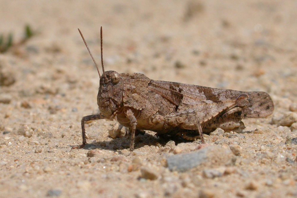 Blauwvleugelsprinkhaan - Mark Zekhuis