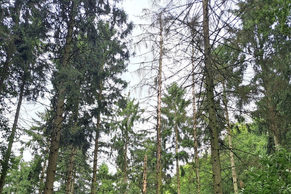 aangetast bos - Alexander van der Elst 4