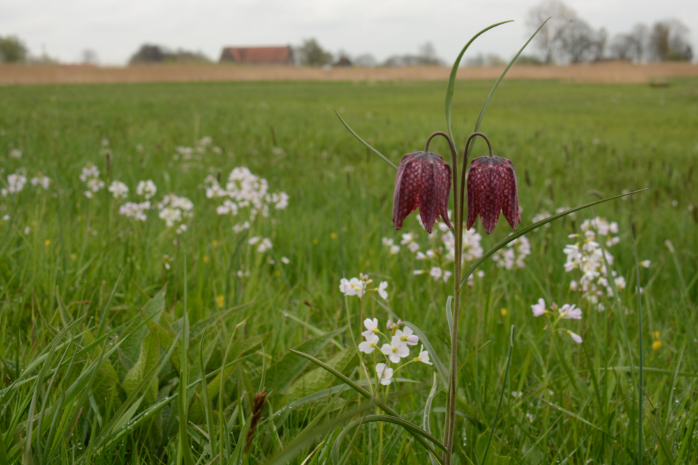 Kievitsbloemen Buitenlanden Langenholte 