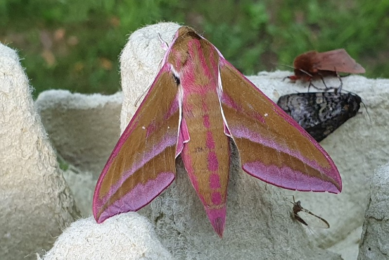 Groot avondrood - Luuk punt