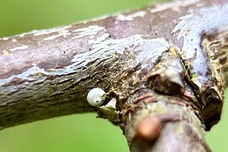 KNNV Zwolle - sleedoornpage eitjes