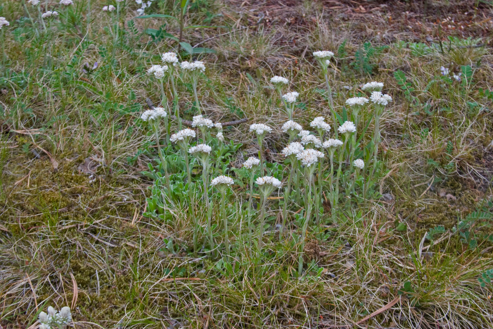 Rozenkransje Jacob van der Weele