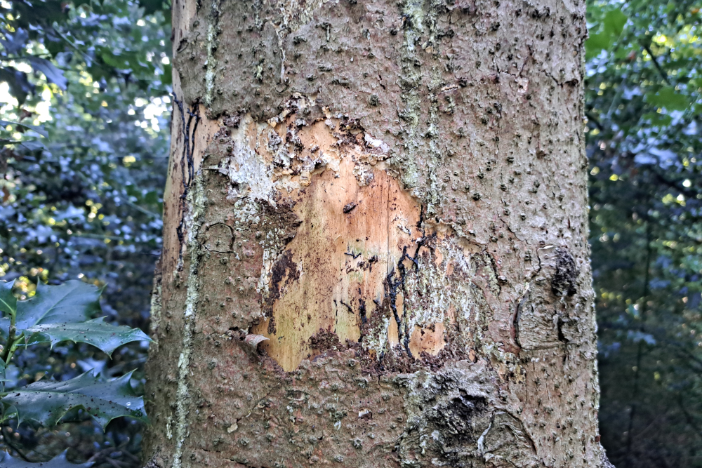 gevolgen letterzetter 1 - Alexander van der Elst