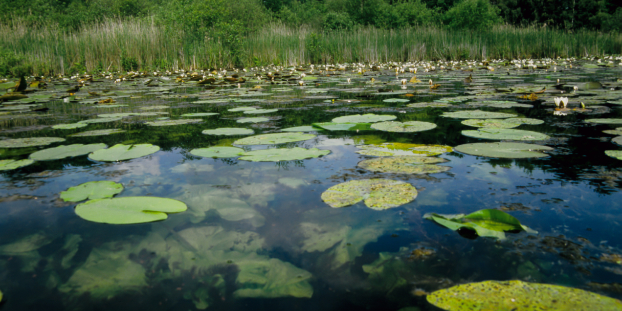 Lonnekermeer Mark Zekhuis