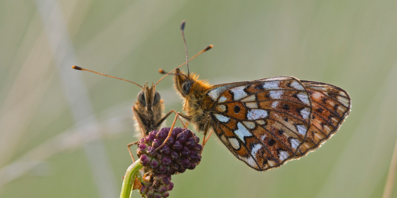 Zilveren Maan Jacob van der Weele