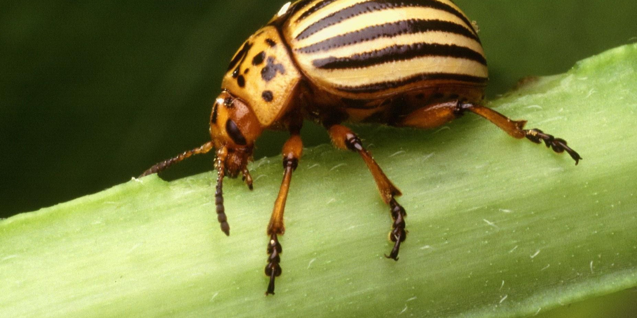 Coloradokever - wikimedia commons - Scott Bauer