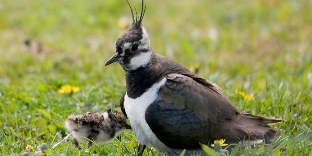 kievit jong, Han Bouwmeester