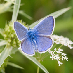 Icarusblauwtje Jacob van der Weele