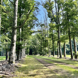 Bomenlaan Het Oosterveld