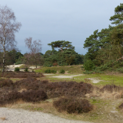 Beerze stuifzand en heide