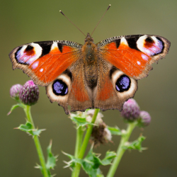 Dagpouwoog Fred Veenkamp
