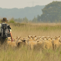 Wierdense veld, heide en herder