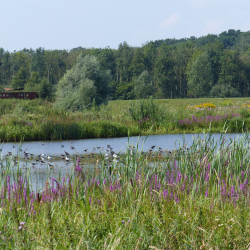 Sekdoorn, Mark Zekhuis