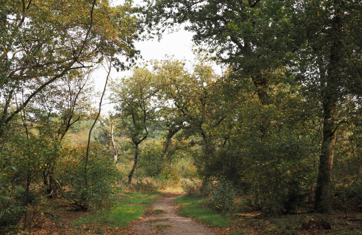 Laan in de Luttenberg
