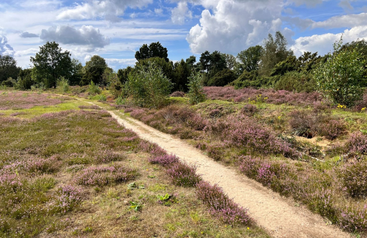 bloeiende heide 