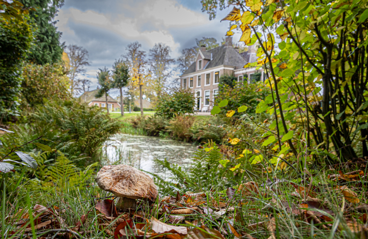 GS_ de Horte_ paddenstoelen-13-Gonny Sleurink