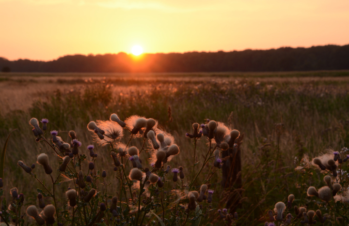 Vledders, Nico Kloek