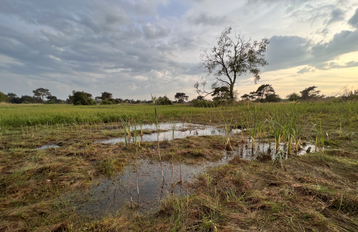 Boetelerveld, vochtige heide