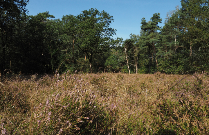 Heideveld met struikheide, Zandstuve