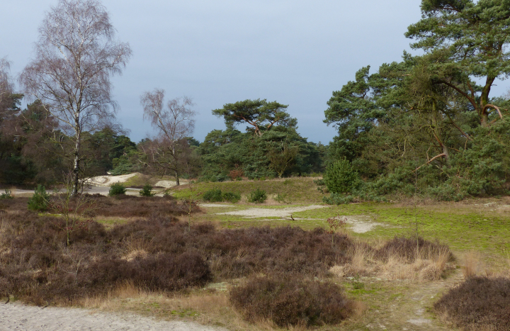 Beerze stuifzand en heide