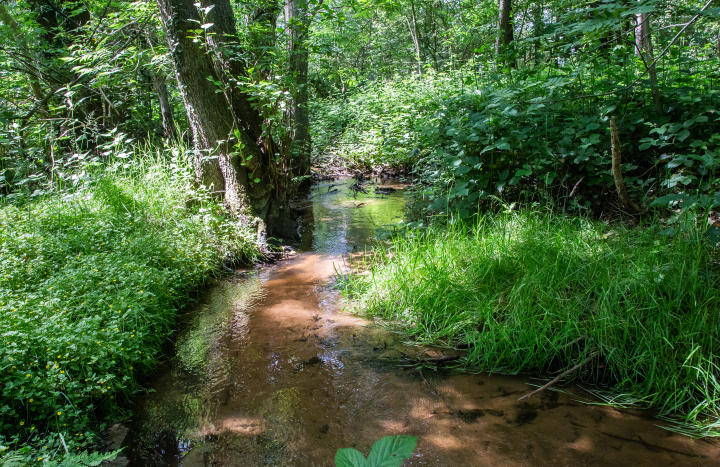 Openingsbeeld mosbeek , Gerard Berendsen