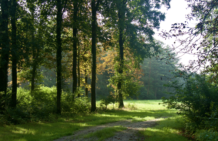 Oosterveld 1 - Mieke Scharloo