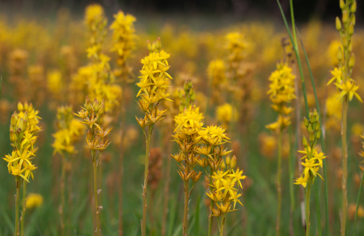 Beenbreek, Mark Zekhuis