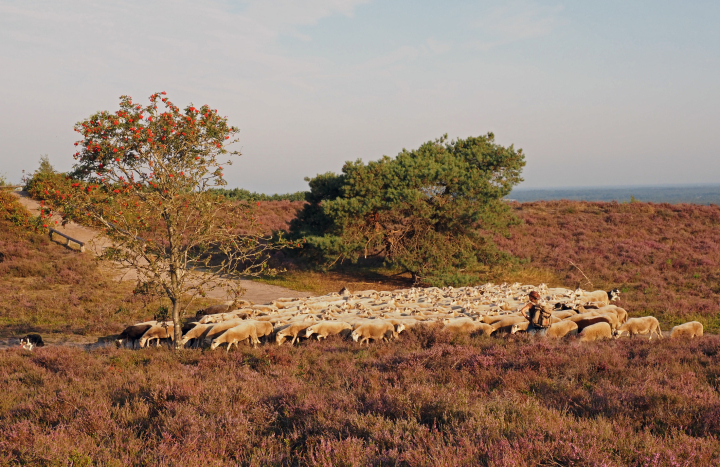Schaapskudde op de Lemelerberg, Nico Kloek