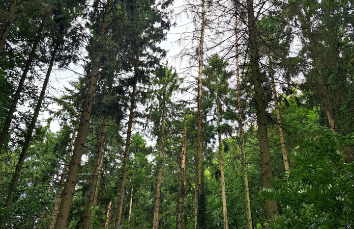 aangetast bos - Alexander van der elst 2