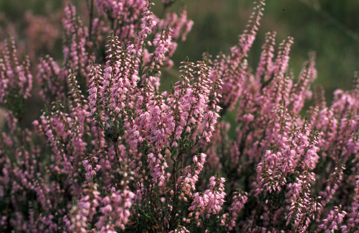 Lemelerberg-Loekie van Tweel