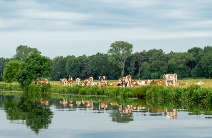 Koeien langs Vecht, Gonny Sleurink