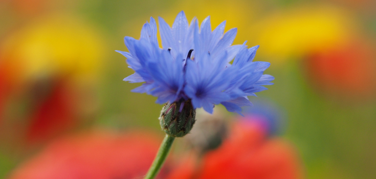 Korenbloem, Nico Kloek