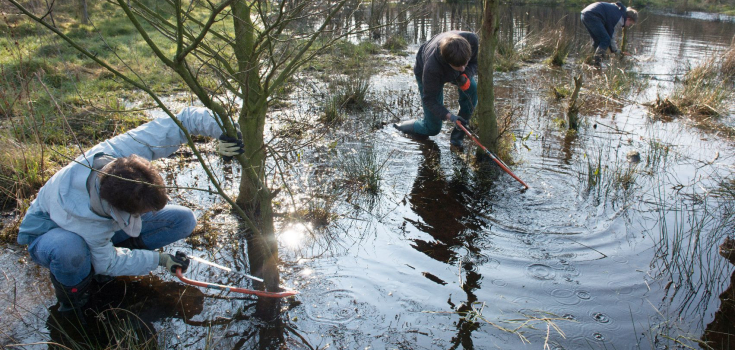 enhoe-bomen zagen in water