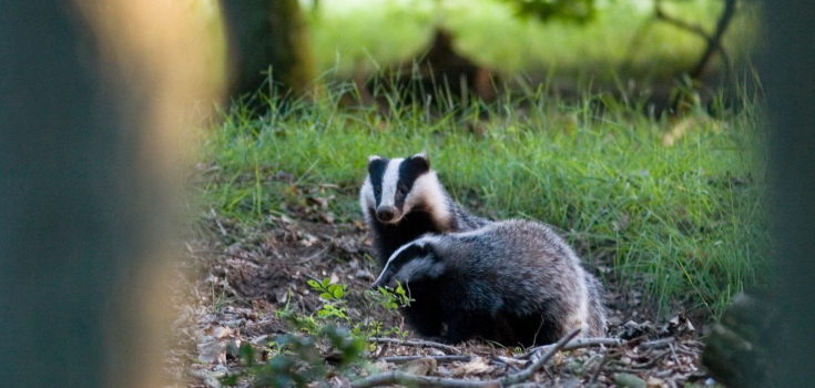 dasssen mark zekhuis