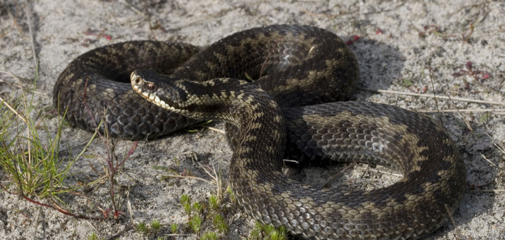 Adder