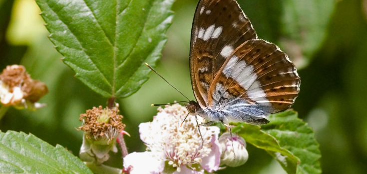 Kleine ijsvogelvlinder