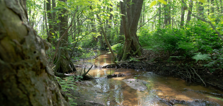 De Mosbeek, Gerard Berendsen