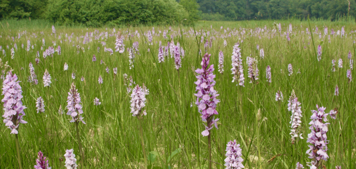 Dal van de Mosbeek, orchideeën voorjaar