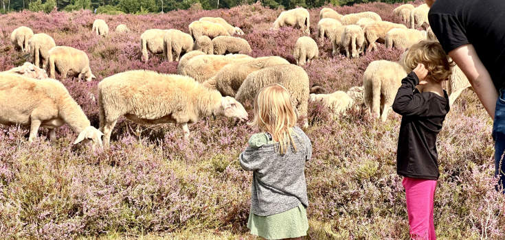 Schapen kijken op de Lemelerberg